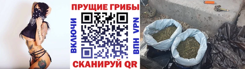 наркотики Новозыбков Псилоцибиновые грибы Psilocybe