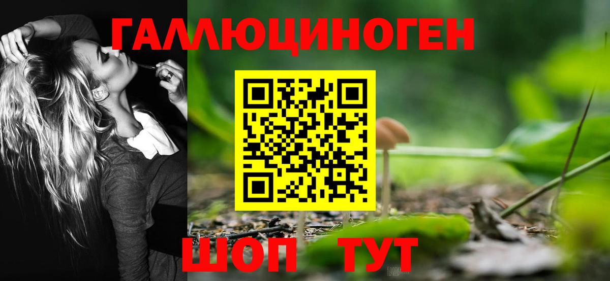 Новозыбков  закладка  Вход с VPN  Псилоцибиновые грибы Psilocybe 